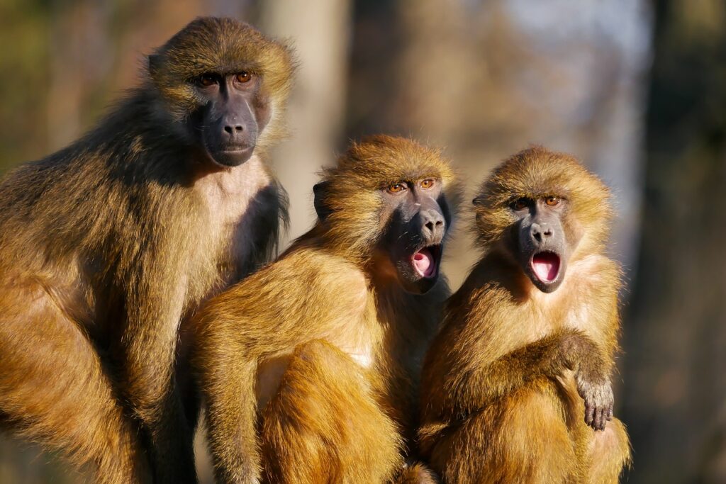 animals, monkeys, baboon-1974166.jpg